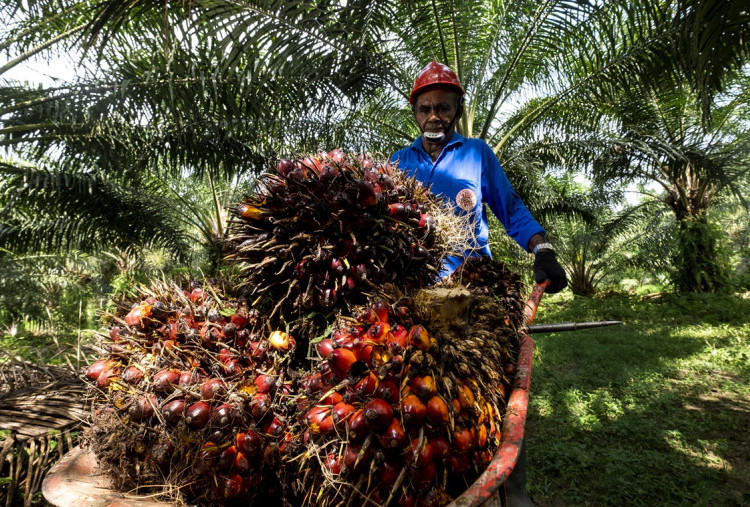 HIPMI Dorong Hilirisasi Sawit di Sektor Pangan, Bidik Produk Bernilai Tambah dan Kaya Manfaat