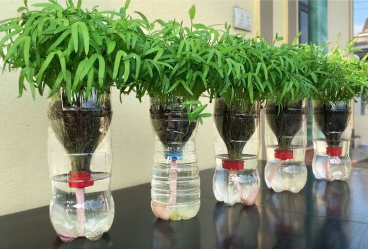 Tip Menanam Hidroponik di Teras Rumah untuk Pemula, Dari Semai hingga Panen