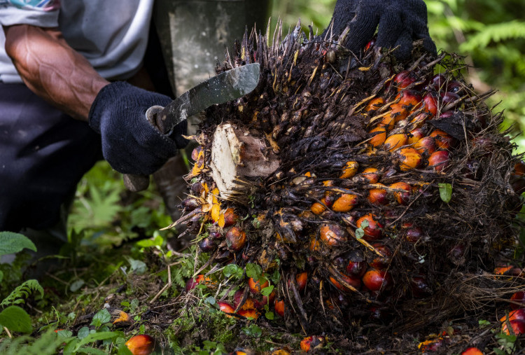 Menjawab Tantangan Traceability di Industri Sawit Nasional, Penting Untuk Tata Kelola Berkelanjutan