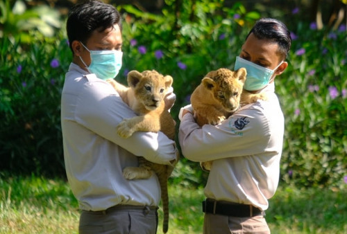 Singa Jatim Park Lahirkan Bima dan Dona di Kebun Binatang Surabaya