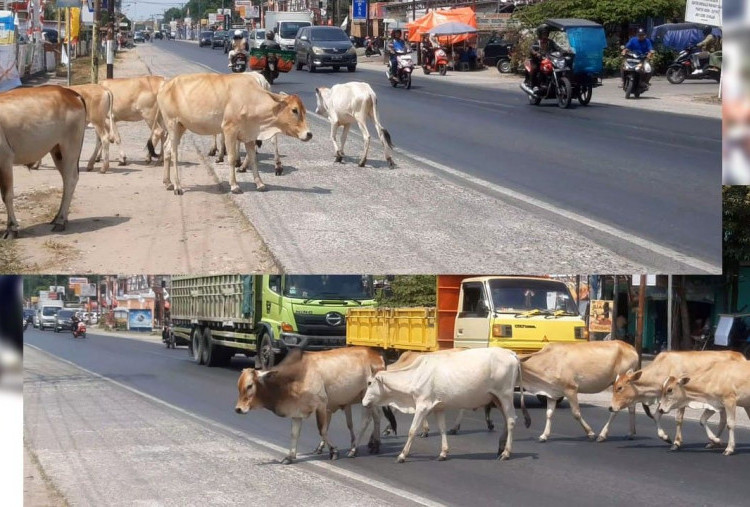 Kecelakaan Beruntun Gegara Sapi Menyeberang, Mobil dan Truk Ringsek