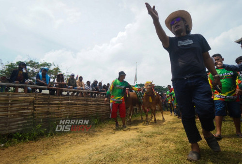 Dalam lomba adu kecepatan tersebut masing-masing kabupaten mengirim 6 pasang sapi karapan terbaiknya untuk mengikuti Kejuaraan Sapi Piala Presiden.