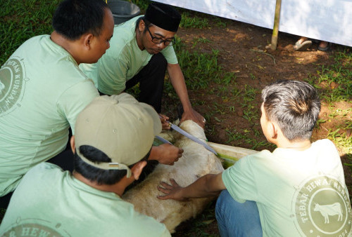 Imarindo Gandeng Dompet Dhuafa Salurkan Hewan Kurban di Bogor