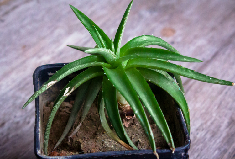 6 Jenis Tanaman Indoor yang Bisa Membantu Mendinginkan Suhu Rumah