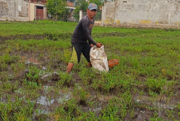 Petani Pasuruan Ini Gunakan Susu Sapi dan Daun Mimbo untuk Pupuk Padi, Panennya Melimpah!