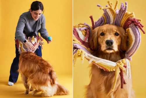 Buku Cone of Shame, Tampilkan Anjing dengan Penyangga Leher Artistik