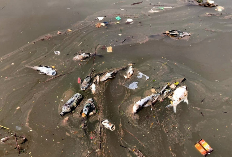 20 Ton Pestisida Terbakar Cemari Sungai Cisadane, Menteri LH: Mengalir Hingga 22.5 Km ke Hilir