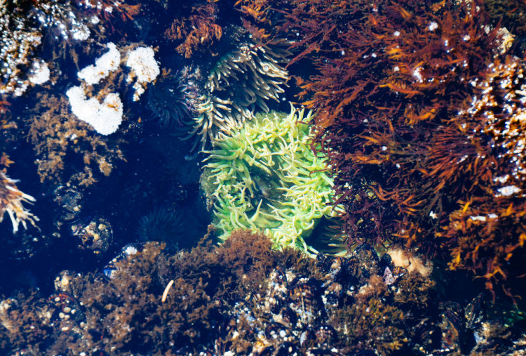 Sea Moss Gel, Superfood yang Diklaim Bermanfaat untuk Tubuh