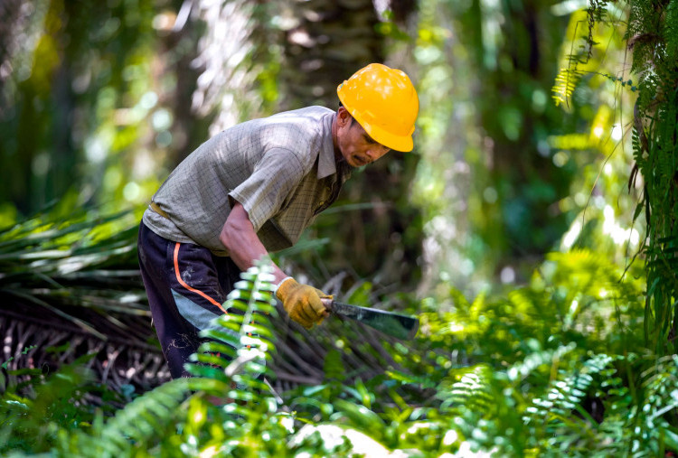 BPDP Jadi Lokomotif Pengembangan SDM Sawit Nasional, Kontribusi Positif untuk Kemajuan Industri
