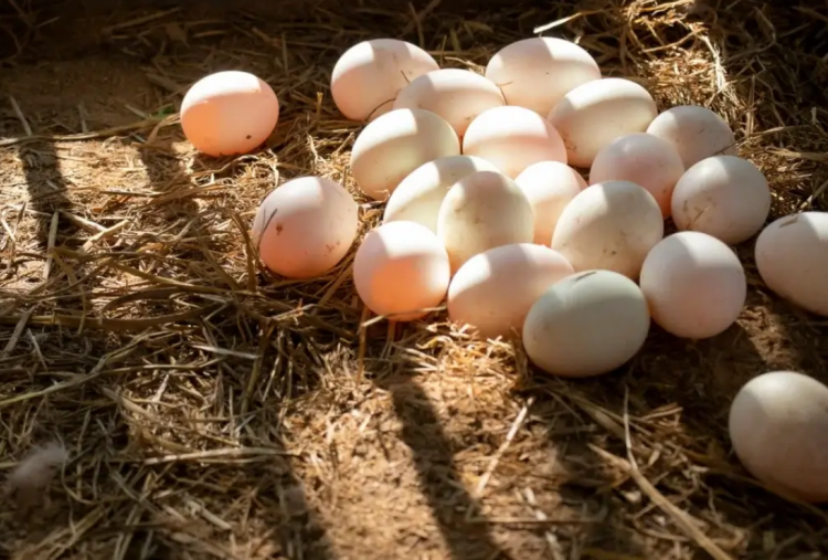 6 Keunggulan Telur Bebek Dibanding Telur Ayam