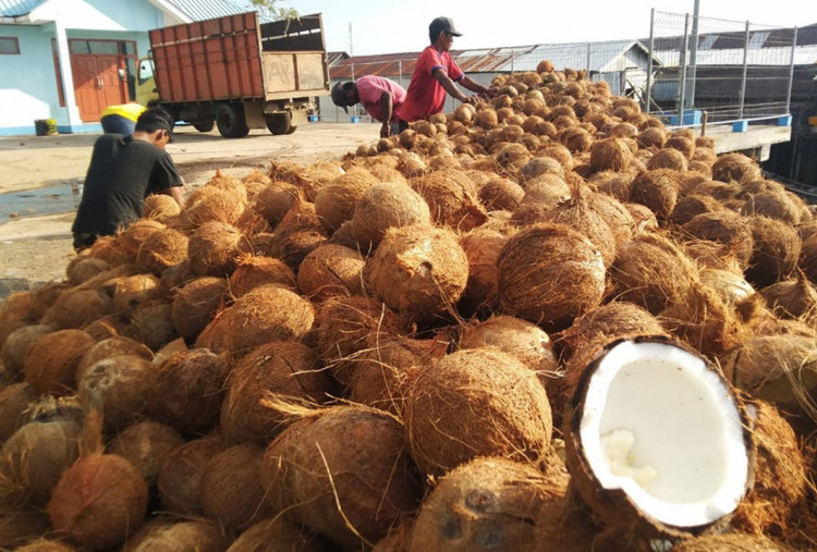 Reformasi Rantai Pasok Kelapa