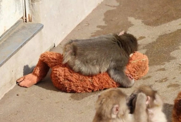 Ditinggal Induknya, Bayi Monyet Punch Temukan 'Ibu' Baru dari Boneka Orang Utan