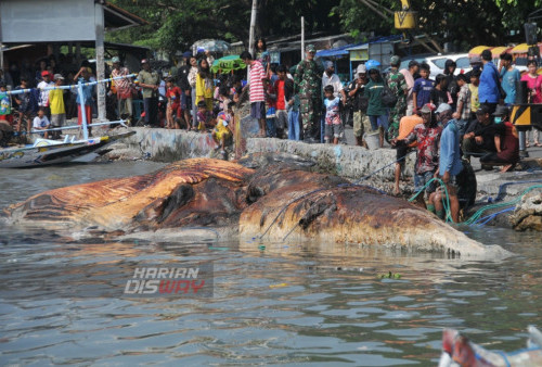 Bangkai Paus tersebut dievakuasi untuk dimuseumkan di Museum Satwa Jatim Park 2 Kota Batu, Jawa TImur, untuk dijadikan salah satu obyek wisata edukasi kemaritiman.
