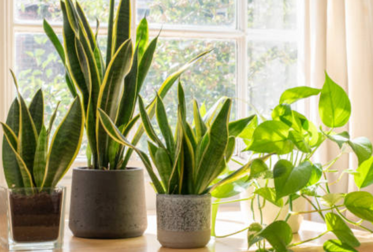 5 Tanaman Hias Paling Praktis dengan Perawatan Sederhana
