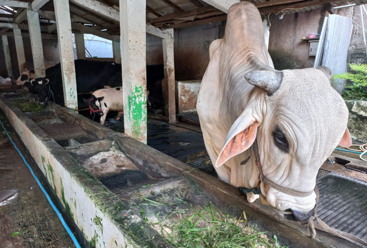 13 Ekor Sapi Terkena Wabah PMK di Rajeg Kabupaten Tangerang