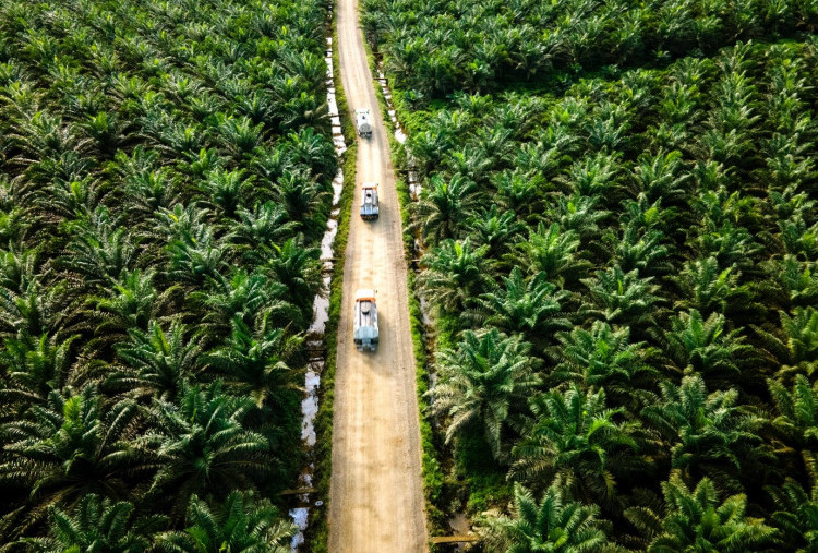 CORE Dorong Pemerintah Perkuat Diplomasi Global untuk Hadapi Dampak EUDR, Ini Langkah Strategisnya