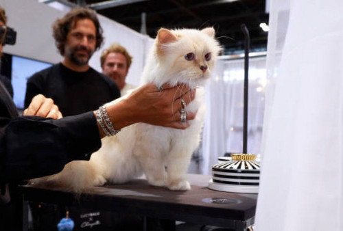 Ketidakhadiran Choupette Kucing Karl Lagerfeld di Met Gala 2023 Dikonfirmasi di Akun Instagram