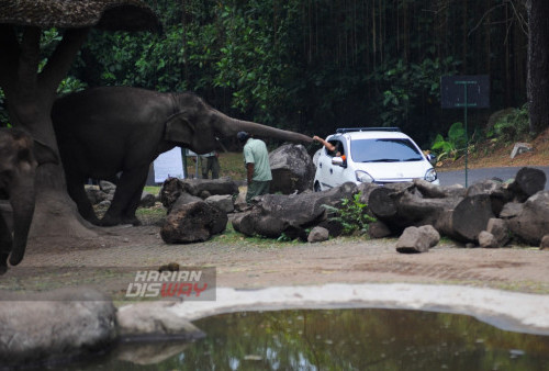 Seekor Gajah meraih makanan  yang diberikan oleh pengunjung Taman Safari Indonesia (TSI) Prigen, Jawa Timur, Sabtu 21 Juli 2023. Memberi makan satwa atau yang biasa di sebut feeding time di Taman Safari Indonesia ini merupakan salah satu daya tarik tersendiri bagi para pengunjung serta menjadi tujuan wisata edukasi dilokasi tersebut.