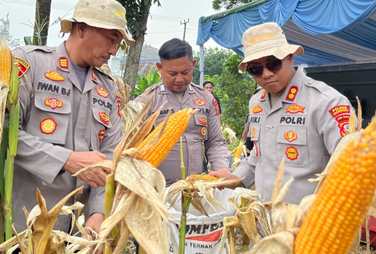 Perkuat Ketahanan Pangan Nasional, Kapolres Karawang Kawal Pertumbuhan Jagung Hibrida
