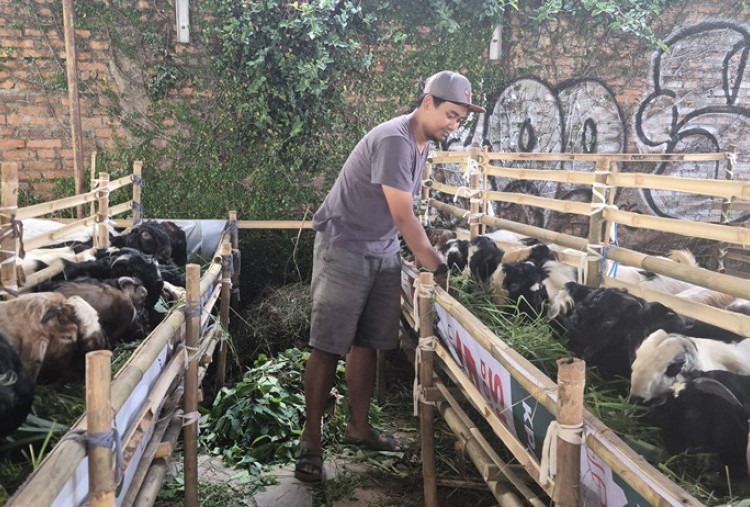 Harga Sapi Kurban Hampir Setara Motor NMAX, Pedagang: Bukan Naik Harga tapi Ganti Harga