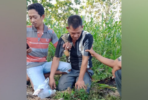 Diduga Jadi Korban Pembiusan, Sopir Angkutan Barang Ditemukan Pingsan di Kebun Jagung