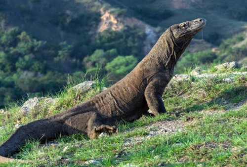 Kebun Binatang Ragunan Kasih Kejutan di Libur Lebaran, Hadirkan Satwa Komodo Untuk Menghibur Pengunjung