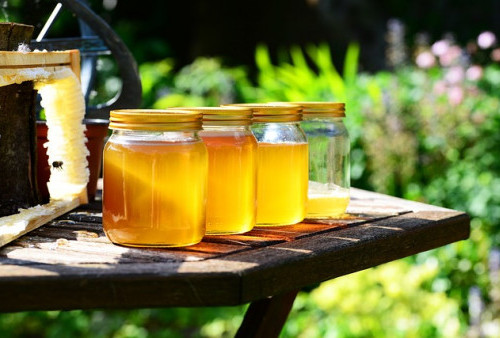 Tips Budidaya Lebah Madu Hutan Secara Mandiri