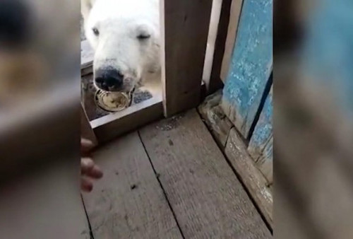 Kasihan... Lidah Beruang Kutub Ini Tersangkut di Kaleng Susu, Minta Bantuan Warga untuk Melepaskannya