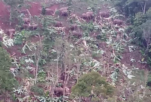 Gajah Liar Ngamuk dan Obrak-abrik Kebun Pisang 4 Hektar