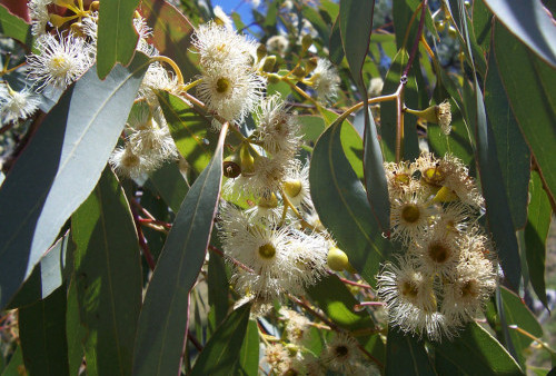 Jasad Eril Wangi Daun Eucalyptus, Ternyata Pohonnya dari Negara Ini