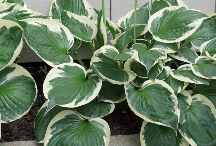 8 Tips Merawat Koleksi Tanaman Hias Variegata, Warna Tetap Cantik dan TIdak Mudah Layu