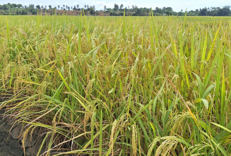 Pemerintah Jamin Stok Pangan Nasional Aman Selama Idulfitri 2026, Beras dan Cabai Surplus Besar