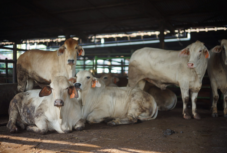 Dharma Jaya Siapkan 900 Sapi Kurban Idul Adha 2026 di Jakarta, Pastikan Standar ASUH dan Distribusi Higienis