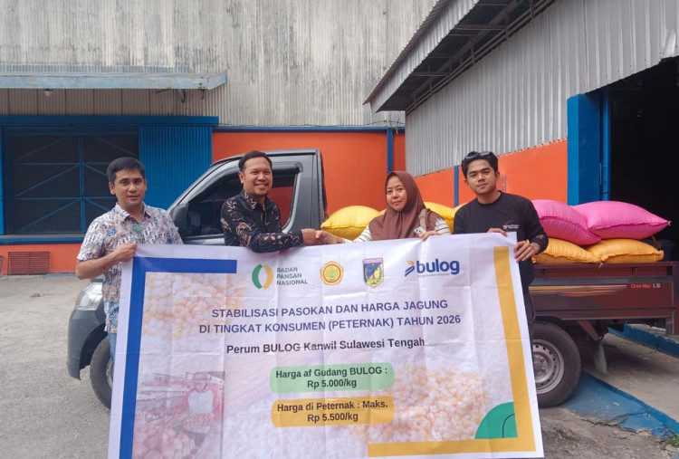 BULOG Salurkan Tambahan 150 Ribu Ton Jagung SPHP Tahap II, Peternak Mikro Jadi Prioritas Utama