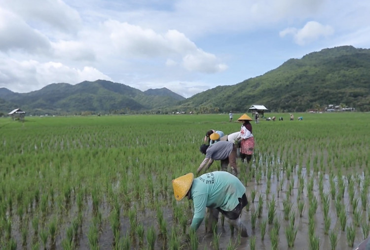 Desa Manemeng Perkuat Ekonomi Kerakyatan Lewat Gotong Royong dan Program Desa BRILiaN