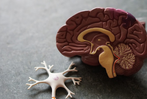 Apa Itu Pendarahan Otak? Kondisi Medis yang Bisa Berujung Kematian