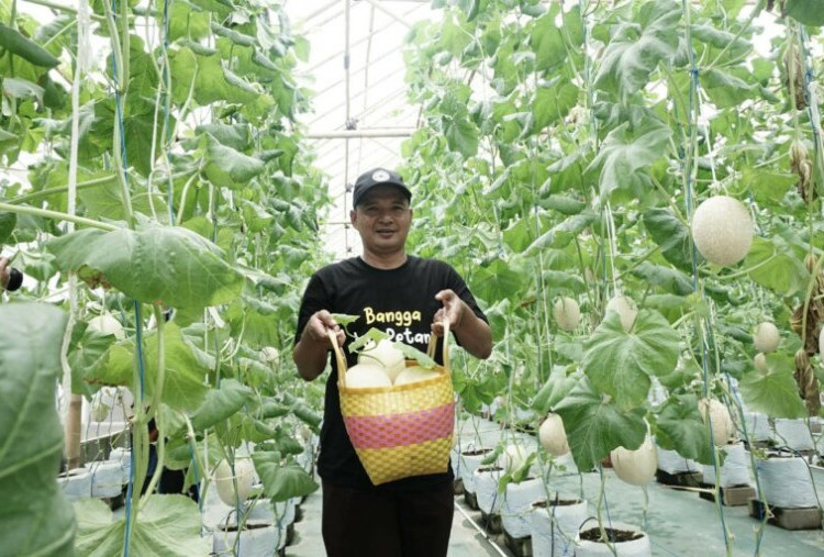 Bertani Melon Hidroponik, Tingkatkan Ekonomi Pertanian Dipelopori Dompet Dhuafa Bersama ROIS OJK