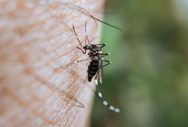 Ancaman Nyata Perubahan Iklim, Mengapa Kasus DBD dan Malaria Kian Mengkhawatirkan?