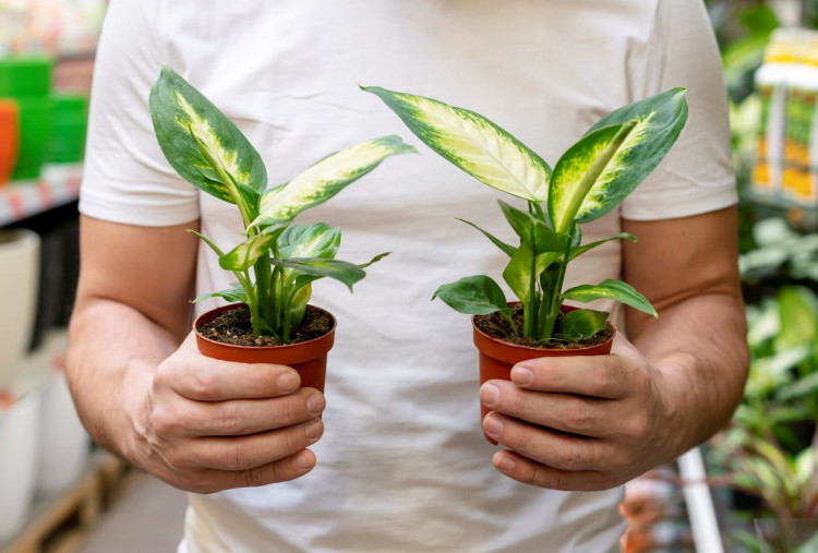 5 Rekomendasi Tanaman Hias yang Tahan Tidak Disiram Hingga 14 Hari, Tak Khawatir Ditinggal Mudik!