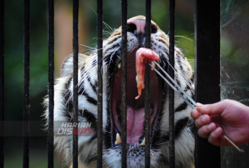 Harimau Bengal meraih daging yang diberikan oleh pengunjung di Taman Safari Indonesia (TSI) Prigen, Jawa Timur, Sabtu 21 Juli 2023. Memberi makan satwa atau yang biasa di sebut feeding time di Taman Safari Indonesia ini merupakan salah satu daya tarik tersendiri bagi para pengunjung serta menjadi tujuan wisata edukasi dilokasi tersebut.