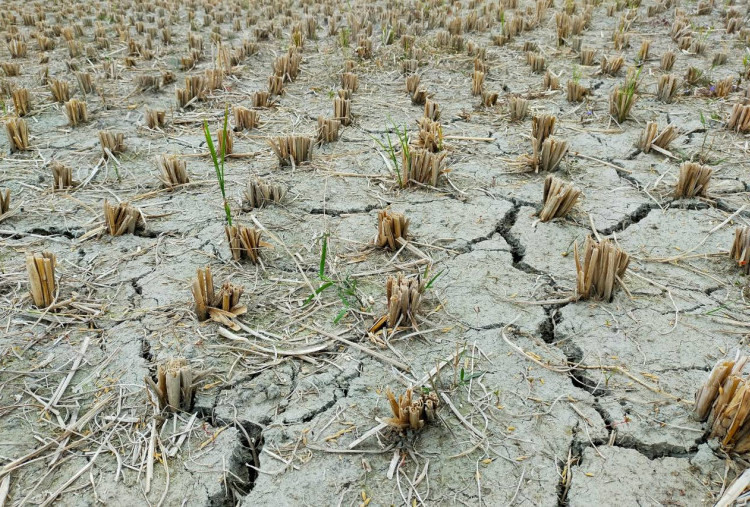 Waspada! BMKG Prediksi El Nino Bertahan sampai Awal 2027, Ini Data Puncak Kemarau di Indonesia