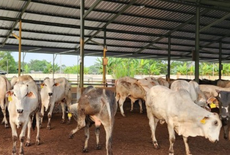 Syarat Kondisi Hewan Kurban Idul Adha, Panduan dan Haditsnya