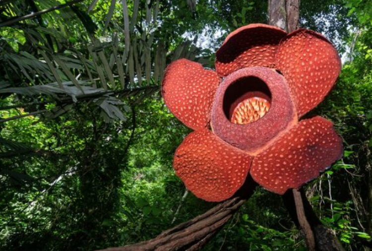 Sejarah dan Cara Merayakan Hari Cinta Puspa dan Satwa Nasional 5 November 2025