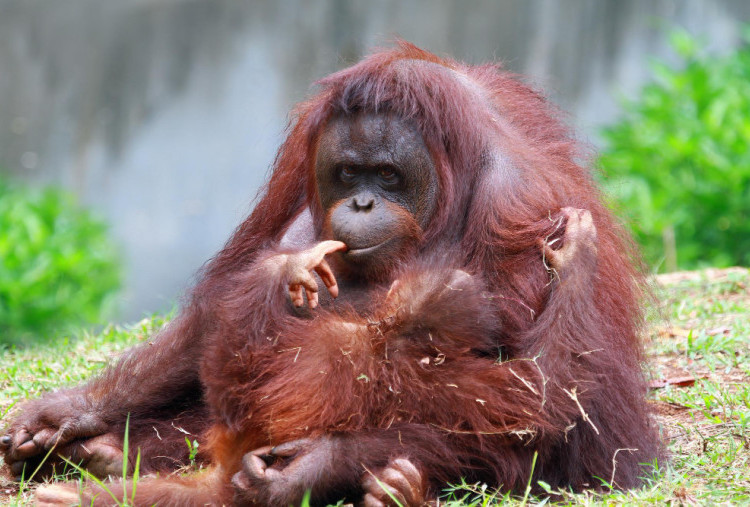 Siklon Senyar Empat Hari Hujan Ekstrem Tewaskan 7 Persen Orangutan Tapanuli, Ancaman Kepunahan Makin Nyata