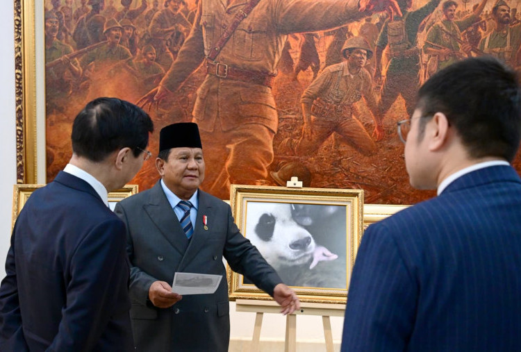 Presiden Prabowo Beri Nama Bayi Panda: Satrio Wiratama, Simbol Keberanian dan Kemuliaan