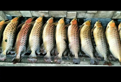 Geger! Pemadaman Listrik Linggau-Lahat Bikin Warga Palembang Rugi Ratusan Juta Rupiah: Puluhan Ikan Arwana Mati