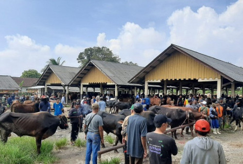 102 Kerbau di Lebak Terjangkit PMK 