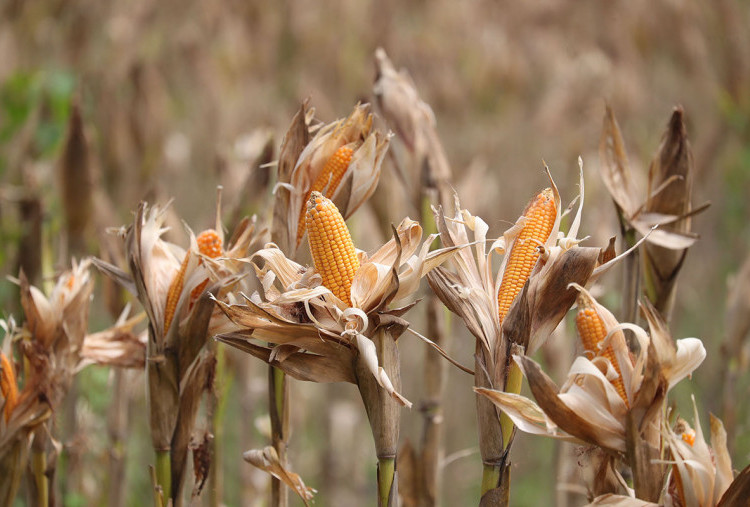 Kepala Biro Sumber Daya Manusia Polda Jawa Timur Kombes. Pol. Ari Wibowo menyampaikan, saat ini total lahan yang dikelola Polda Jatim mencapai 220.082,87 hektar. Dari jumlah tersebut, seluas 132.920,34 hektar telah ditanami jagung.
