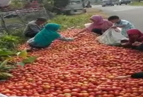 Viral, Petani di Lampung Barat Buang Hasil Panen Tomat, Ini Penjelasan Diskoperindag