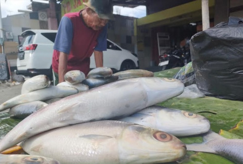 Diyakini Bawa Hoki dalam Perayaan Imlek, Ikan Bandeng Diserbu Pembeli